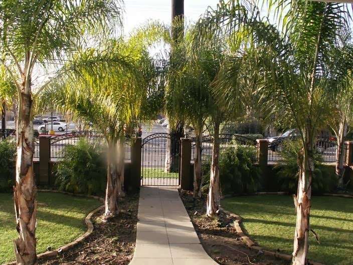 Concrete pathway with ornamental metal gates flanked by tall palm trees leading to facility grounds.