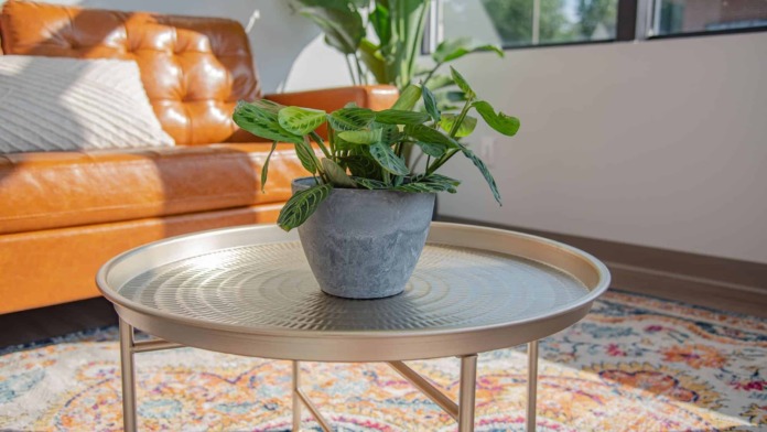 Interior seating with cognac sofa, round table with potted plant, and patterned rug