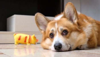 addiction california households pets