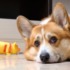 addiction california households pets