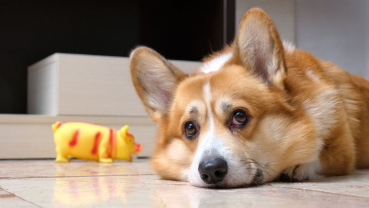 addiction california households pets