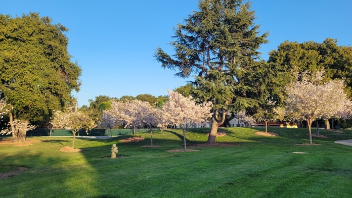Wide outdoor grounds featuring manicured lawn with flowering and evergreen trees in spring bloom under clear sky