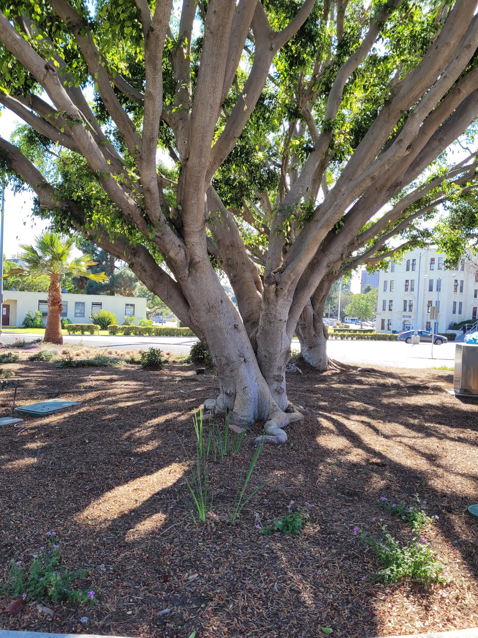 Outdoor courtyard featuring large mature tree with shade and surrounding landscaping