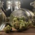 marijuana legalization public opinion