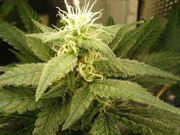 THC Addiction